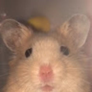 Meet your Posher, Nikki